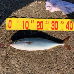 ショアジギング