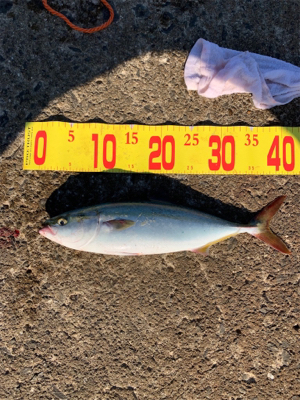 ショアジギング