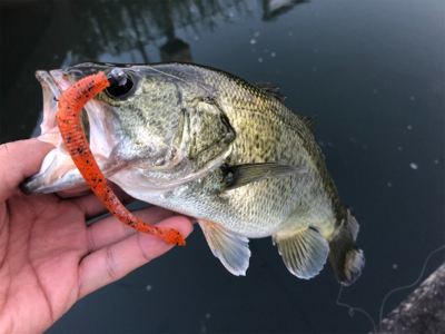 買いたてのルアー鯉に取られた！！