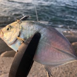 アジング&エギング