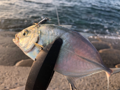 アジング&エギング