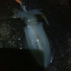 アオリイカ6杯！バラシ1杯