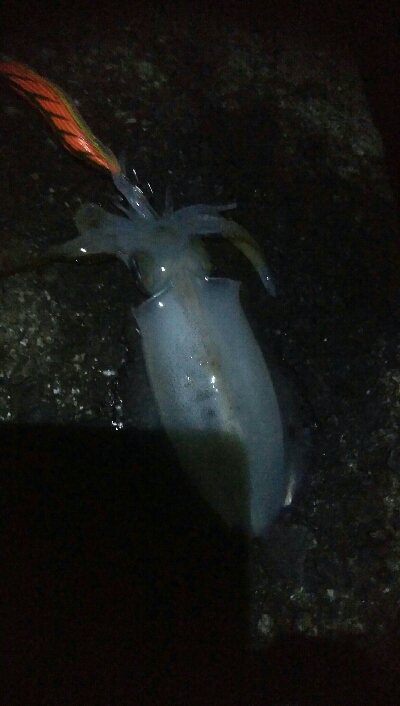 アオリイカ6杯！バラシ1杯