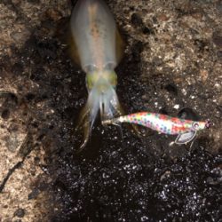 アオリイカ短時間で4杯