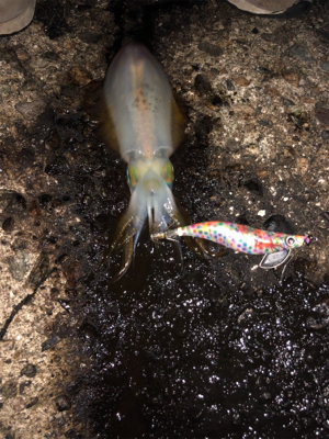 アオリイカ短時間で4杯