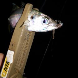 アジング練習27