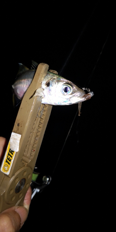 アジング練習27