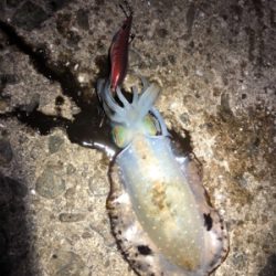 チャンスは短い