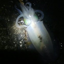 祝！アオリイカ100杯達成！！アオリイカ11杯！