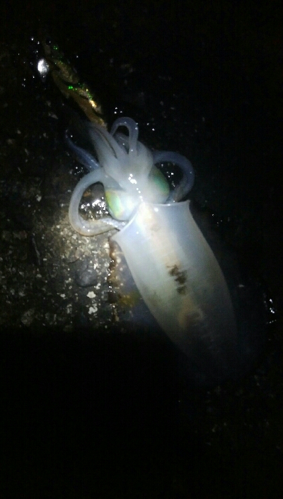 祝！アオリイカ100杯達成！！アオリイカ11杯！