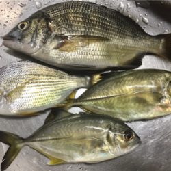 メッキ・チヌ・キビレ・アジ