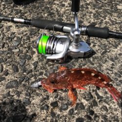 刹那の太刀魚タイム