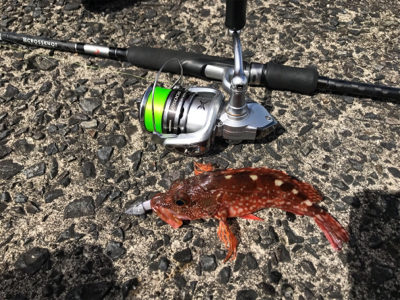 刹那の太刀魚タイム