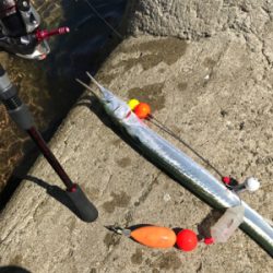 久しぶりのキス釣り(^^)