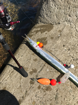 久しぶりのキス釣り(^^)