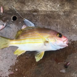 田子港 手漕ぎボート五目釣り
