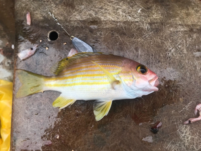 田子港 手漕ぎボート五目釣り