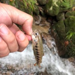 今年最初で最後の渓流