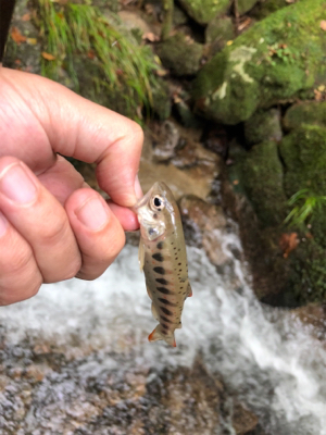 今年最初で最後の渓流