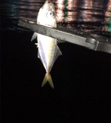 アジングでエサ釣ってからの飲ませでしたが…