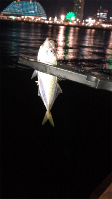 アジングでエサ釣ってからの飲ませでしたが…