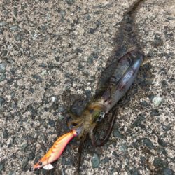 エギング初心者3回目の釣行
