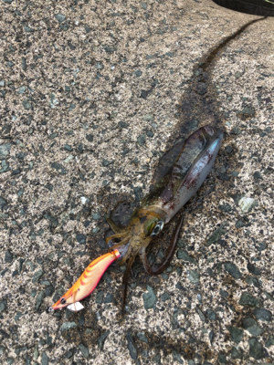 エギング初心者3回目の釣行