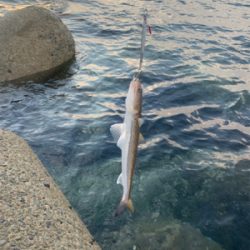 朝のショアジギング