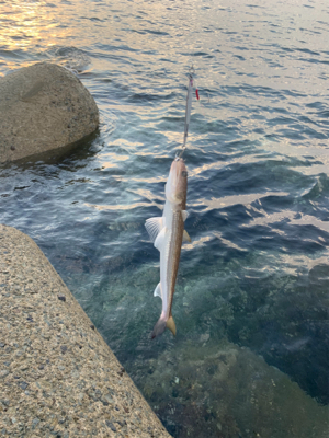 朝のショアジギング