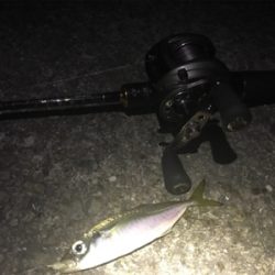 アジングアジングアジング♬