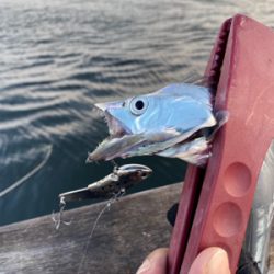 今期初遭遇、朝の時合い