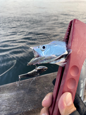 今期初遭遇、朝の時合い