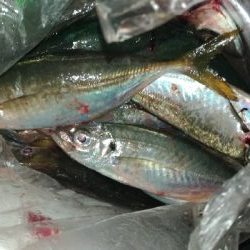 8/30釣果太刀魚入れ食いデカアジツバスサバグレ