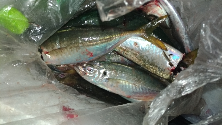 8/30釣果太刀魚入れ食いデカアジツバスサバグレ