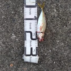 9/21釣果メッキデカアジ豆アジボラベラちゃりこ