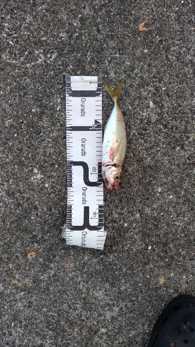 9/21釣果メッキデカアジ豆アジボラベラちゃりこ