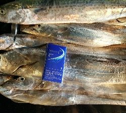 2019 須磨沖 タチウオ調査①