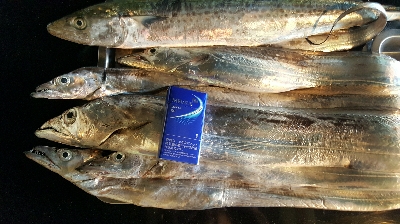 2019 須磨沖 タチウオ調査①