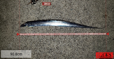 アジからタチウオへ