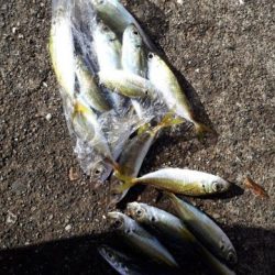 アジの入れ食い！！！！やはり、ボウズのがれは鉄板！！！！！！