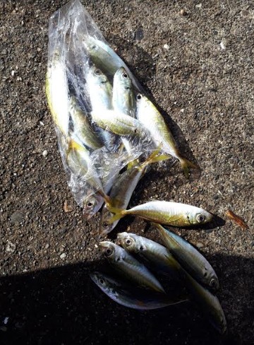 アジの入れ食い！！！！やはり、ボウズのがれは鉄板！！！！！！