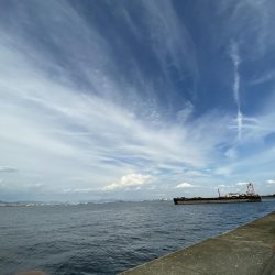 青物は昼間でも釣れる