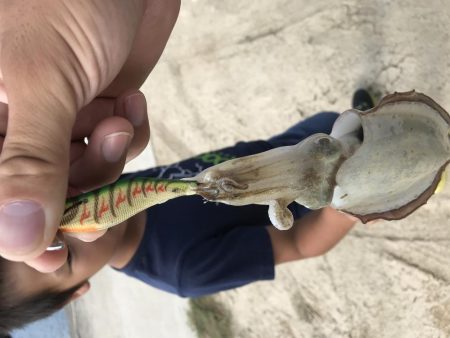 ライトショアジギング エギング