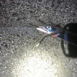 なかなかのらない