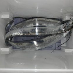 タチウオいてます