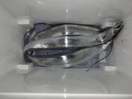 タチウオいてます