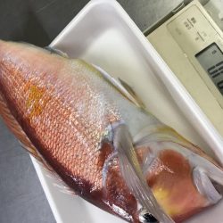 おニューリールの鱗付けが…