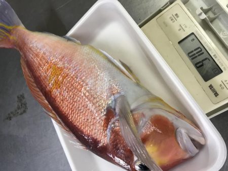 おニューリールの鱗付けが…