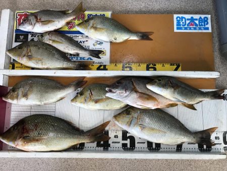 ハマフエフキ爆釣‼︎念願のタ…