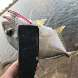 恐怖の「アジコロ」